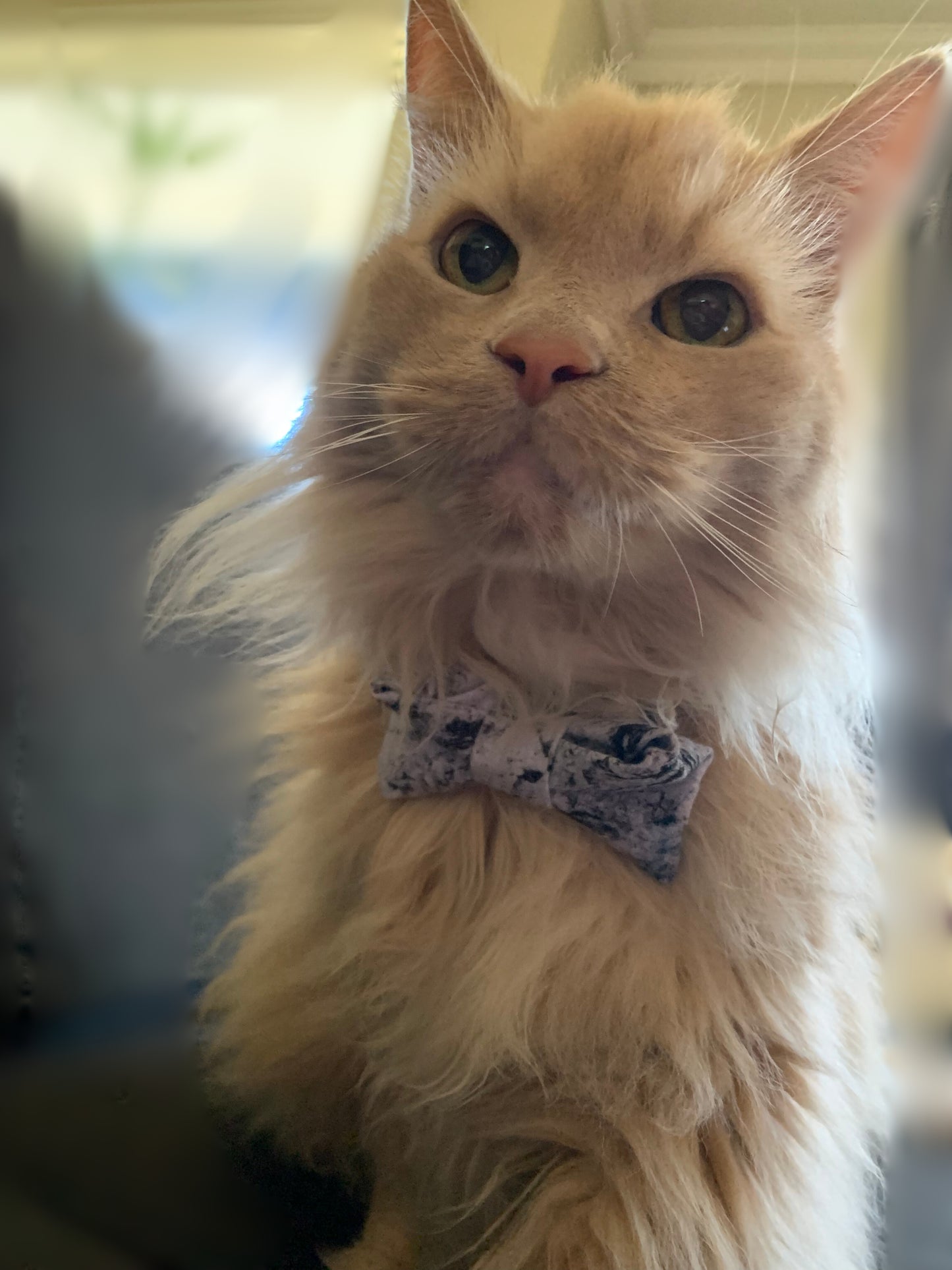 Boucles pour Chats